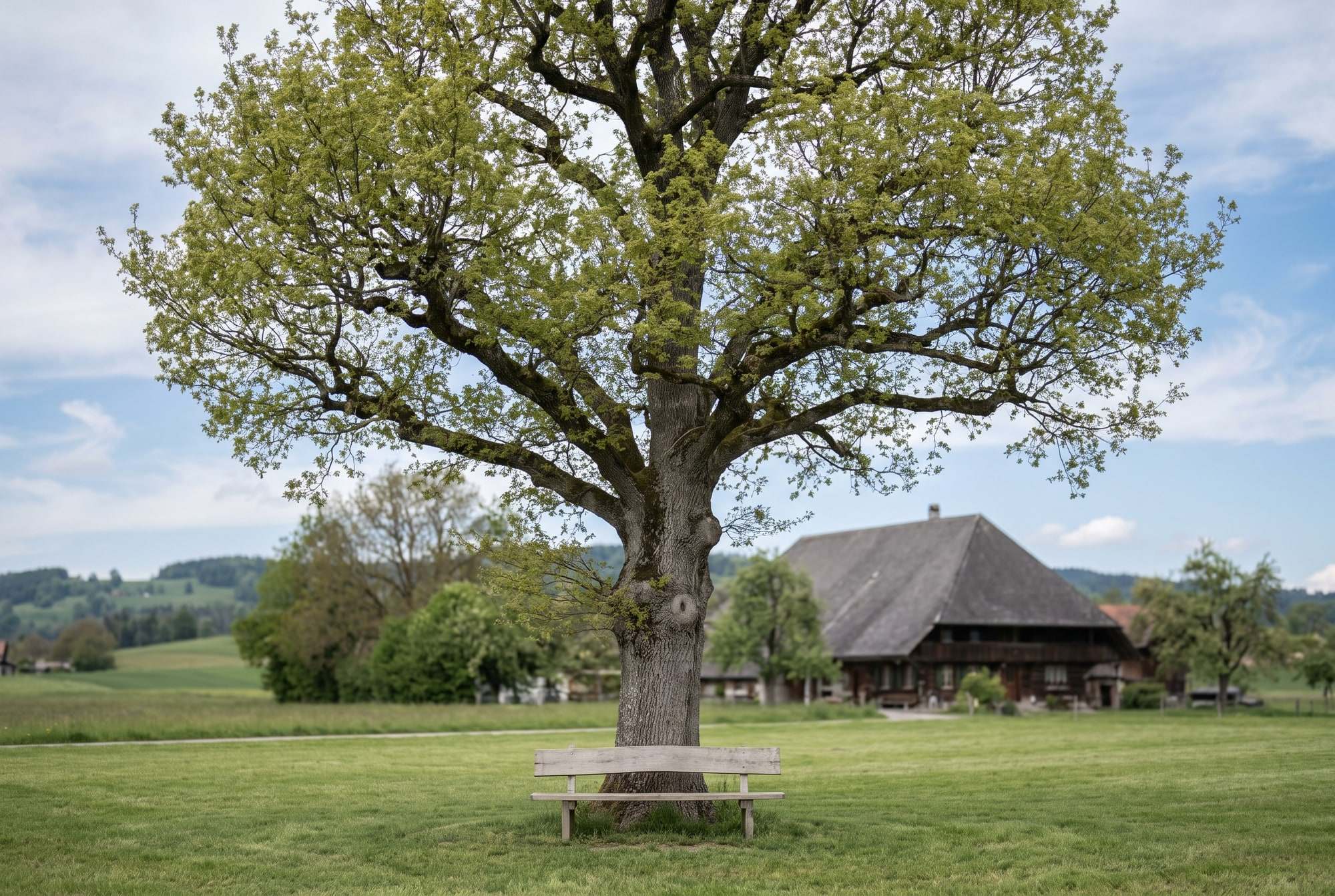 Grand chêne en bordure de village