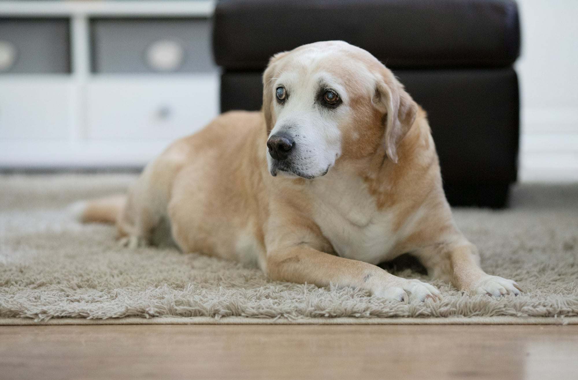 Chien allongé, détendu, sur un tapis clair