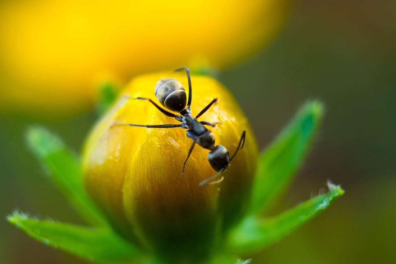 Photo : Fourmis