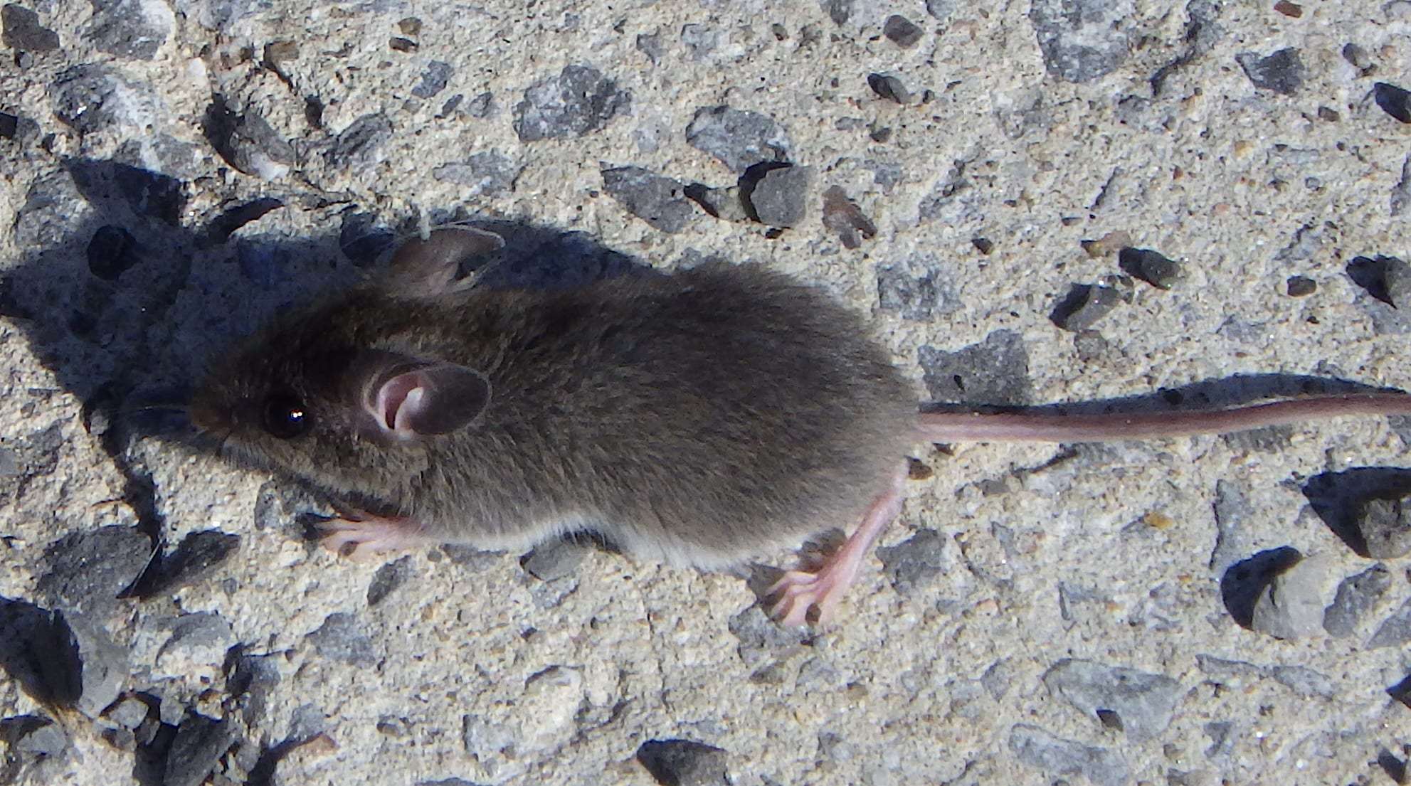Photo : Souris