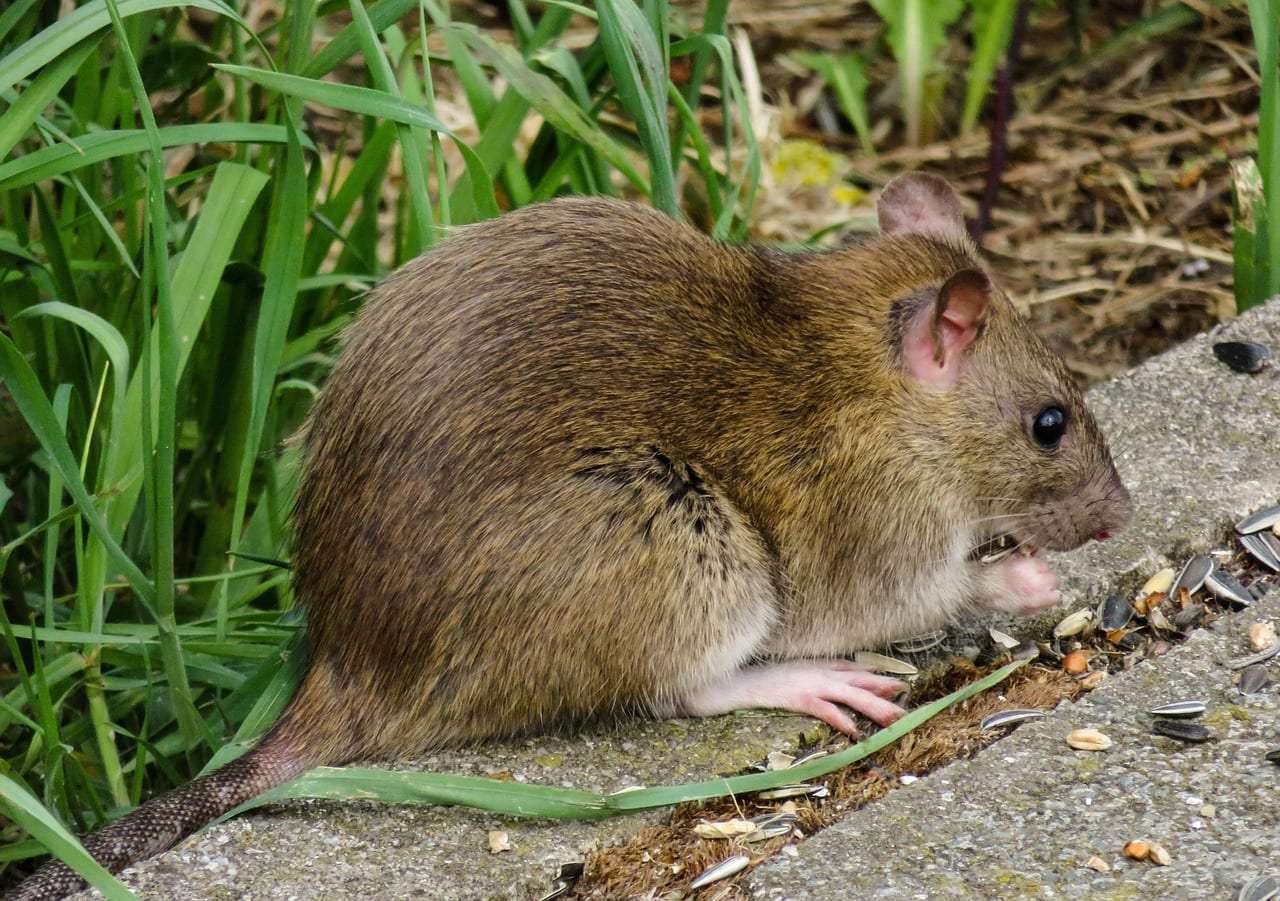 Photo : Rats
