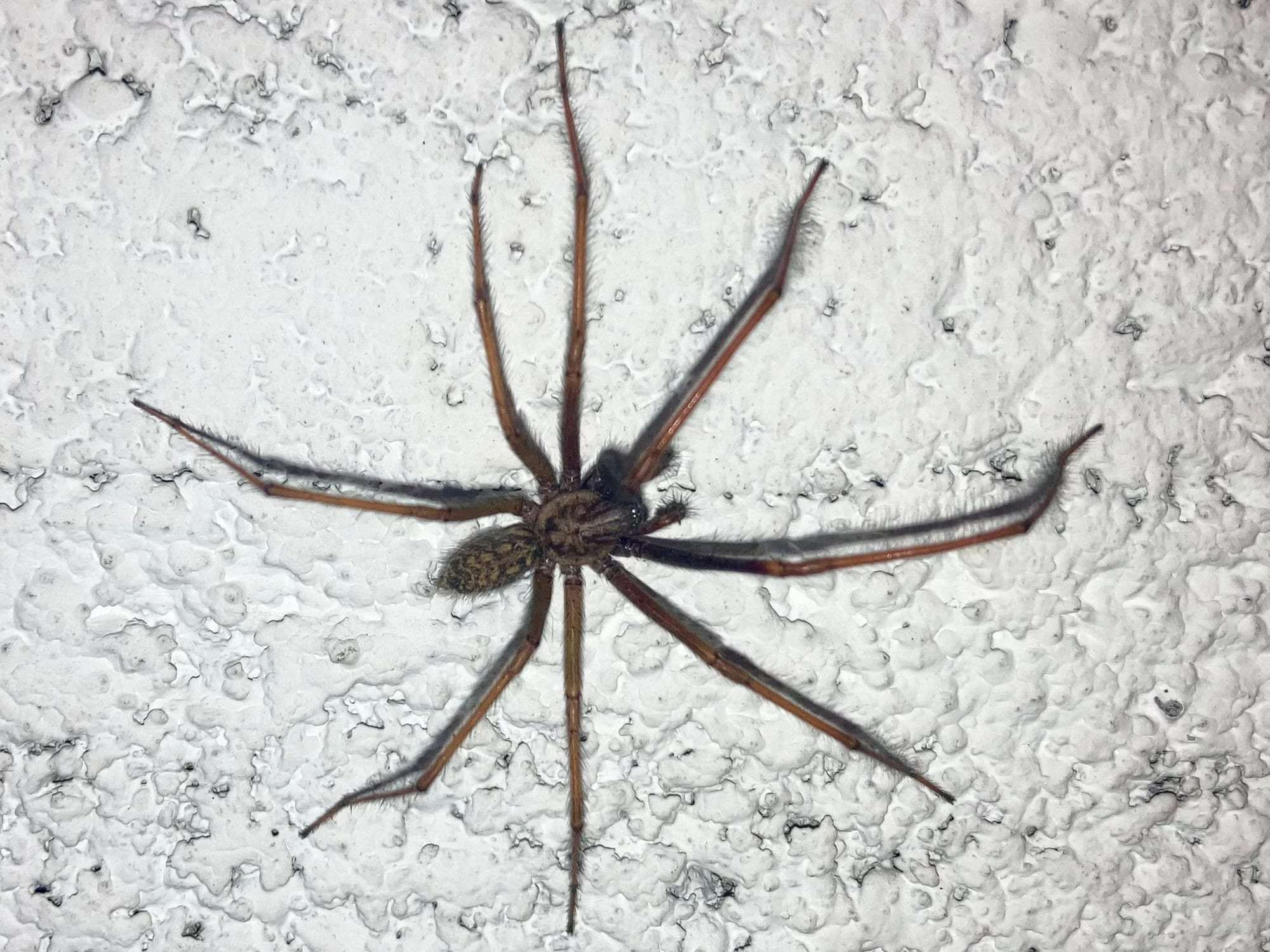 Photo : Araignées