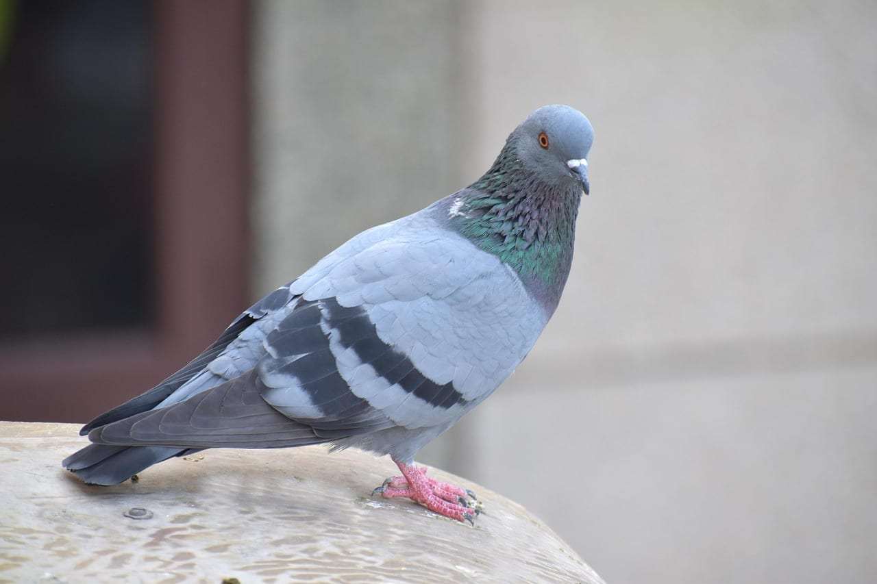 Photo : Pigeons
